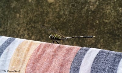 Trust wills and estates